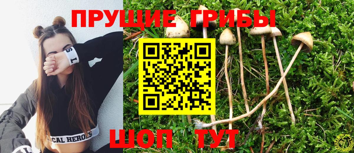 где продают наркотики  Александров  Галлюциногенные грибы Psilocybine cubensis 